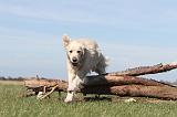 GOLDEN RETRIEVER 184